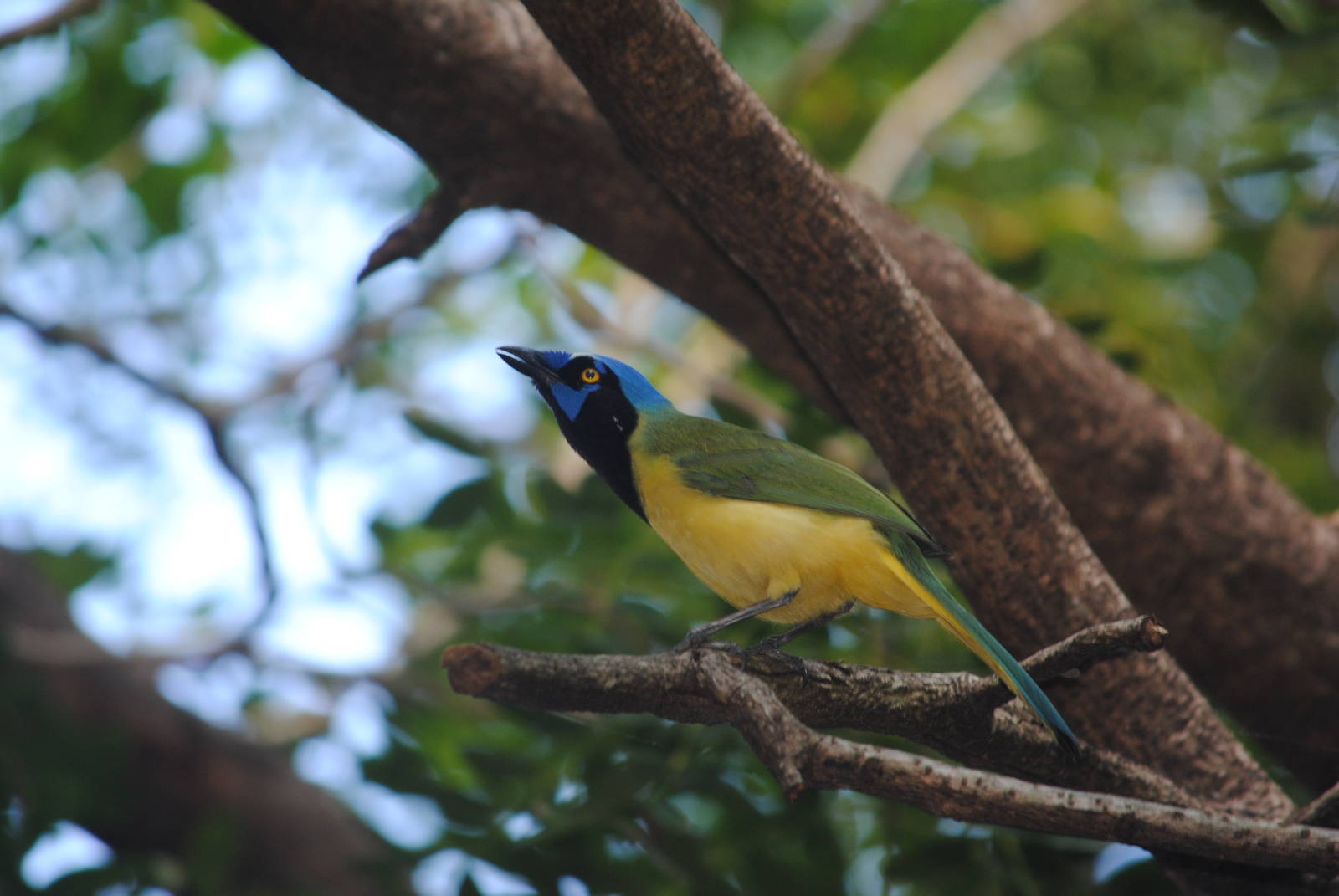 Green Jay