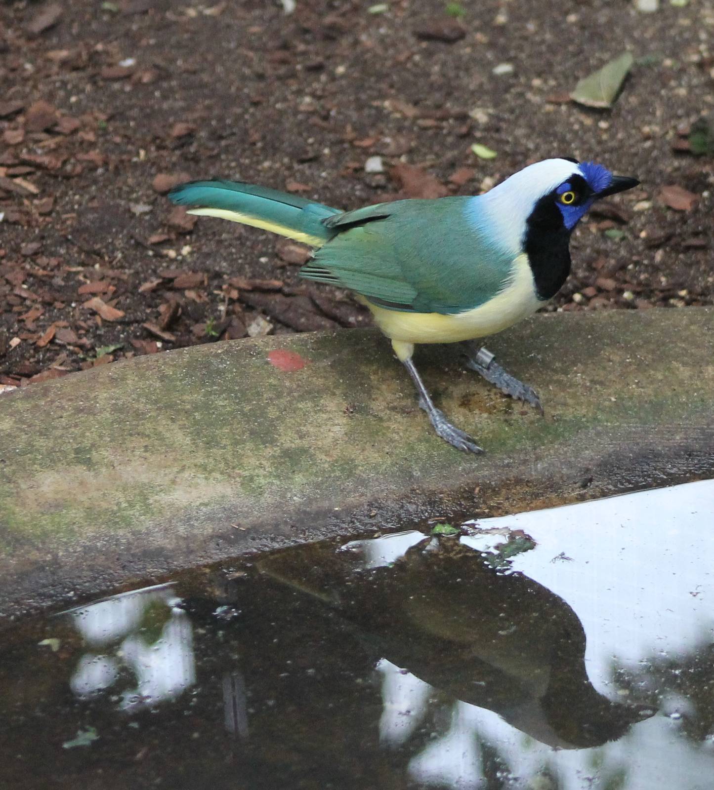Green jay