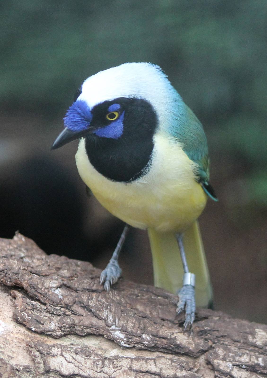 Green jay
