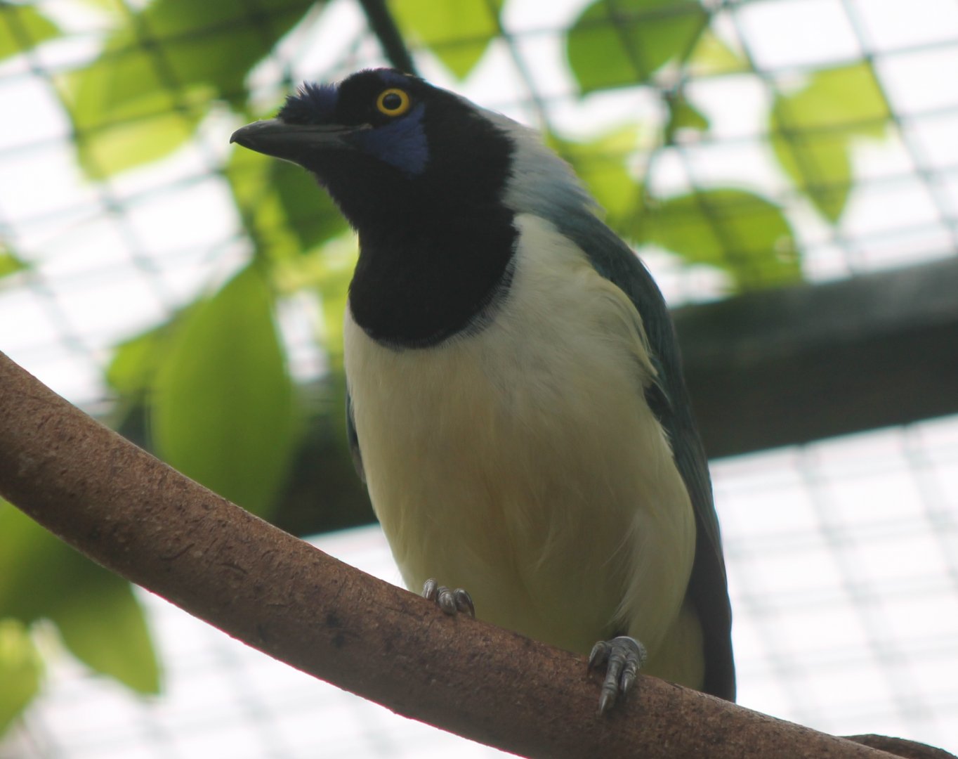 Green jay