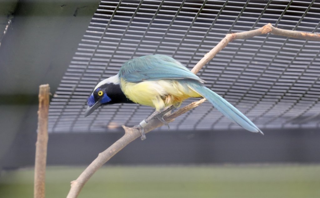 Green Jay