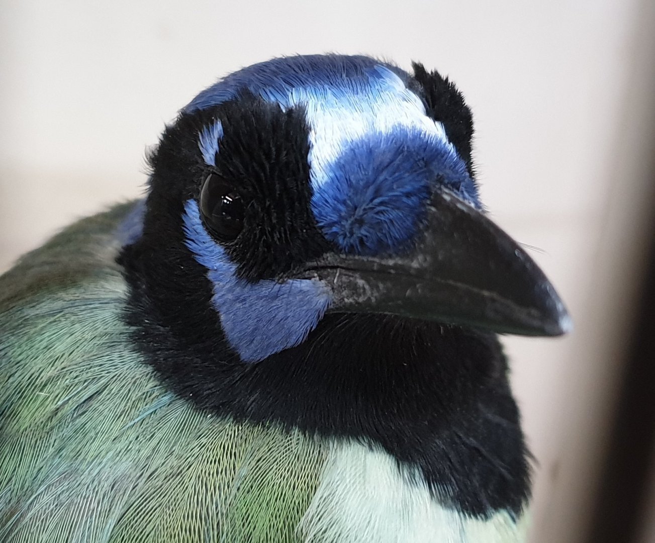 Green jay