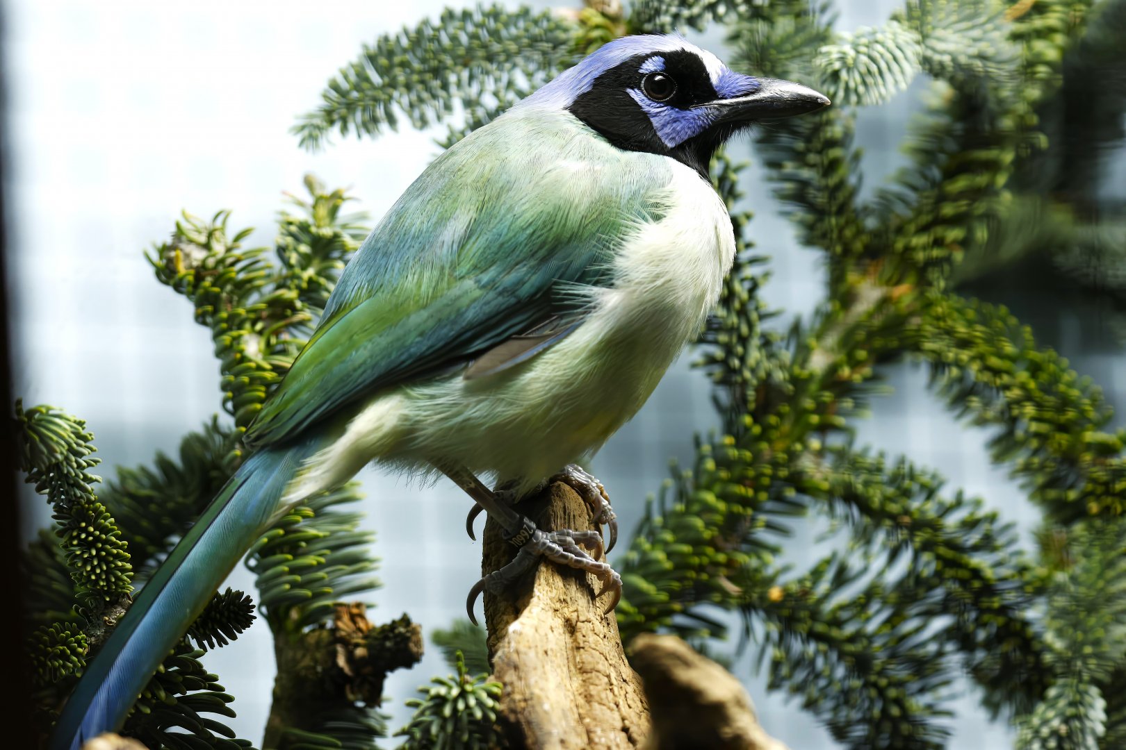 Green jay