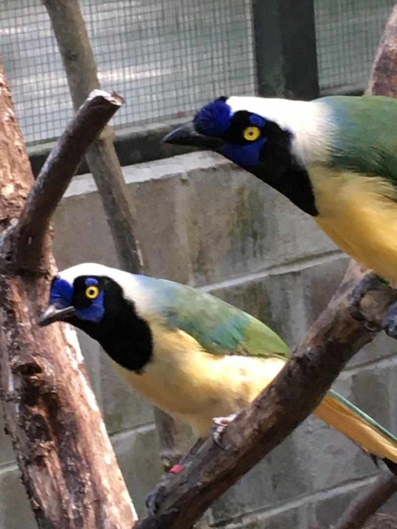 Green Jays (Cyanocorax luxuosus)