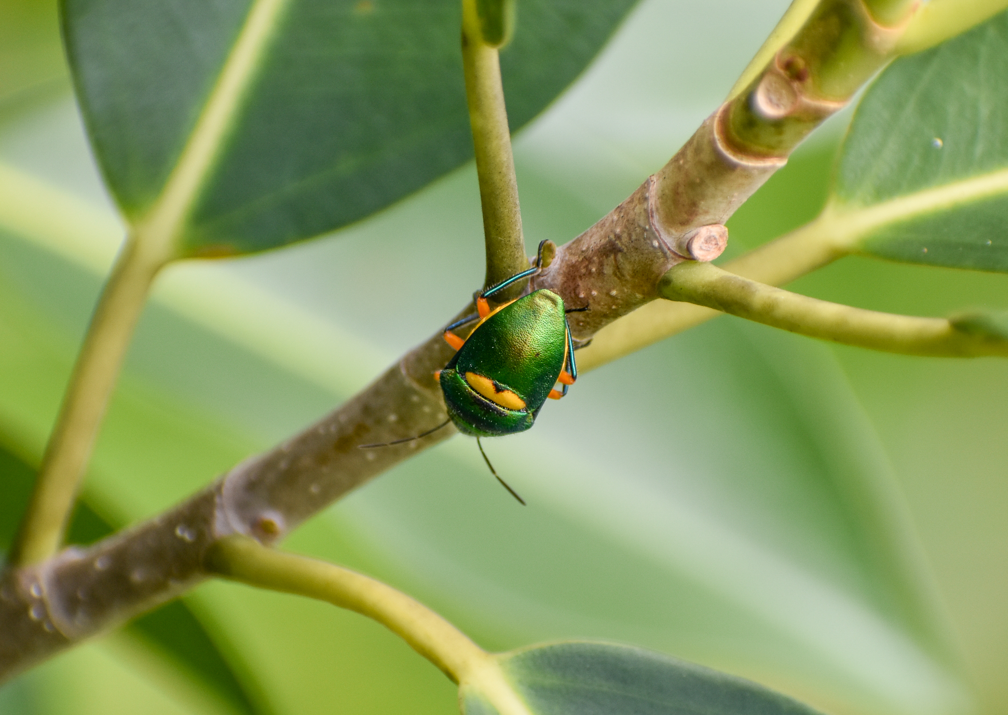 Green Jewel Bug, Lampromicra senator