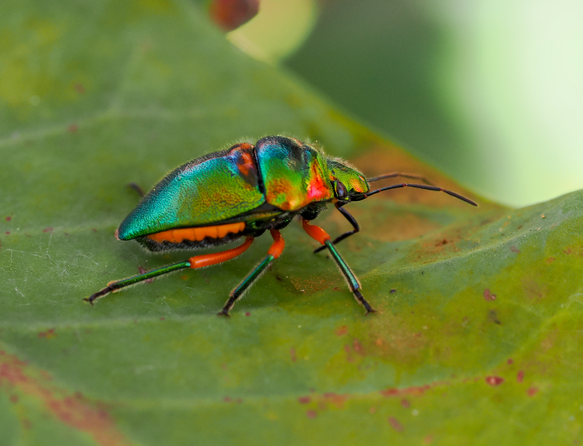 Green Jewel Bug, Lampromicra senator
