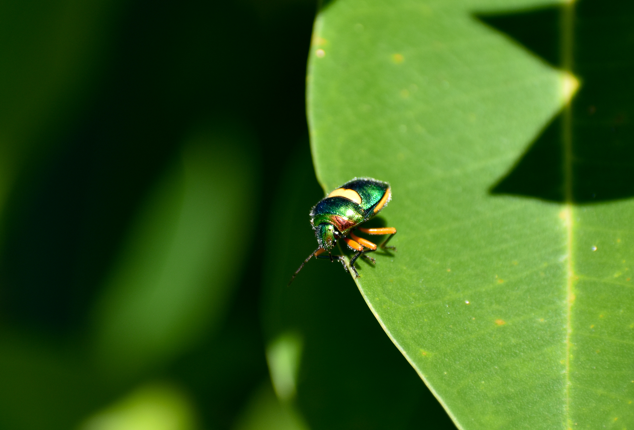 Green Jewel Bug