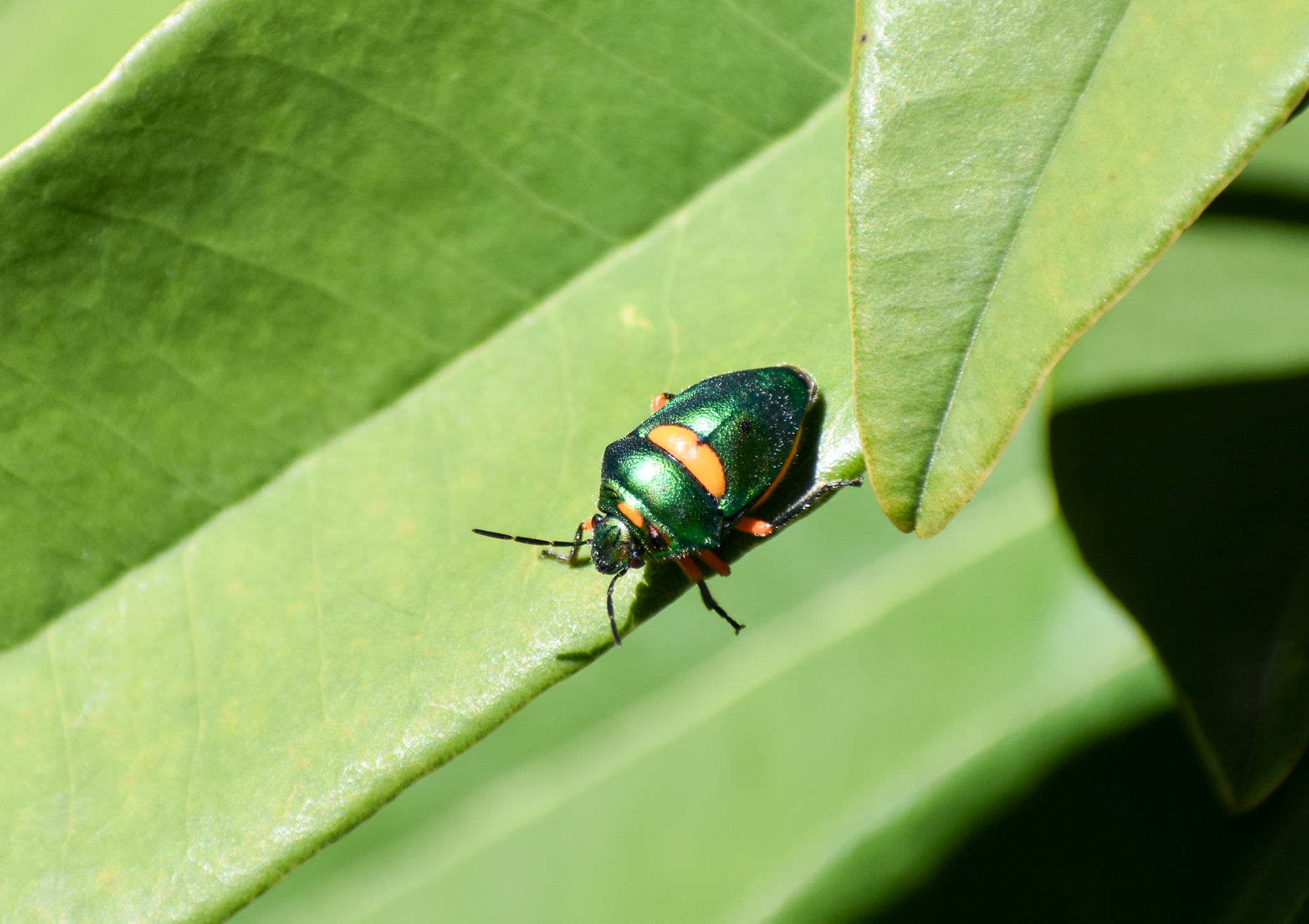 Green Jewel Bug