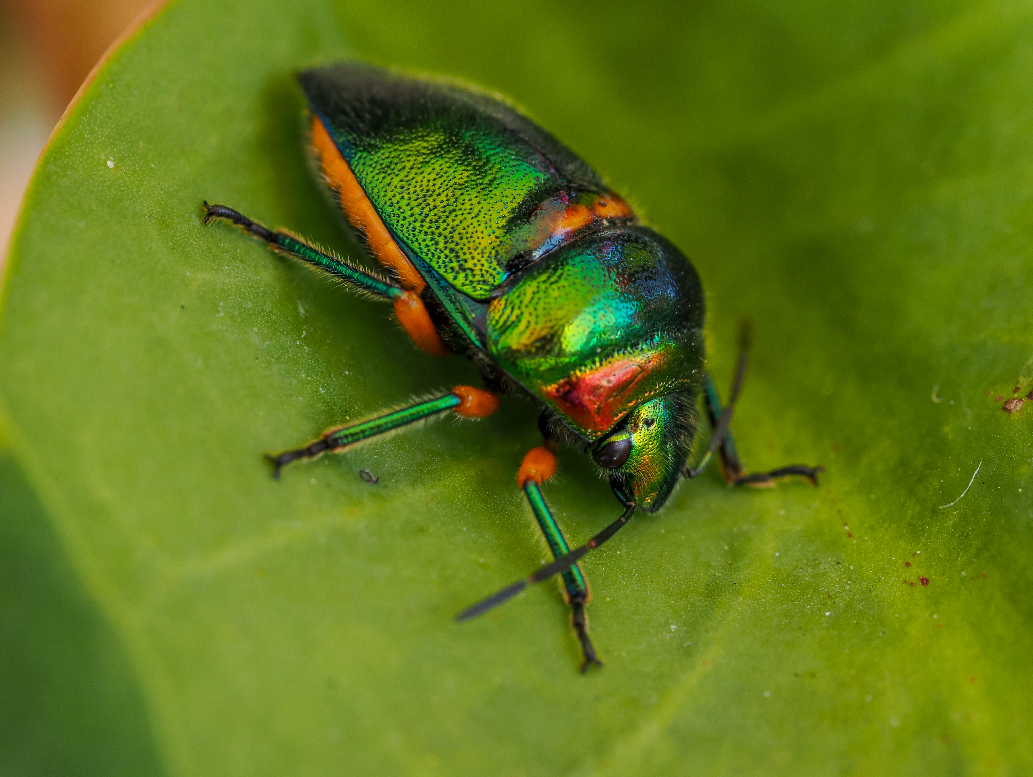Green Jewel Bug