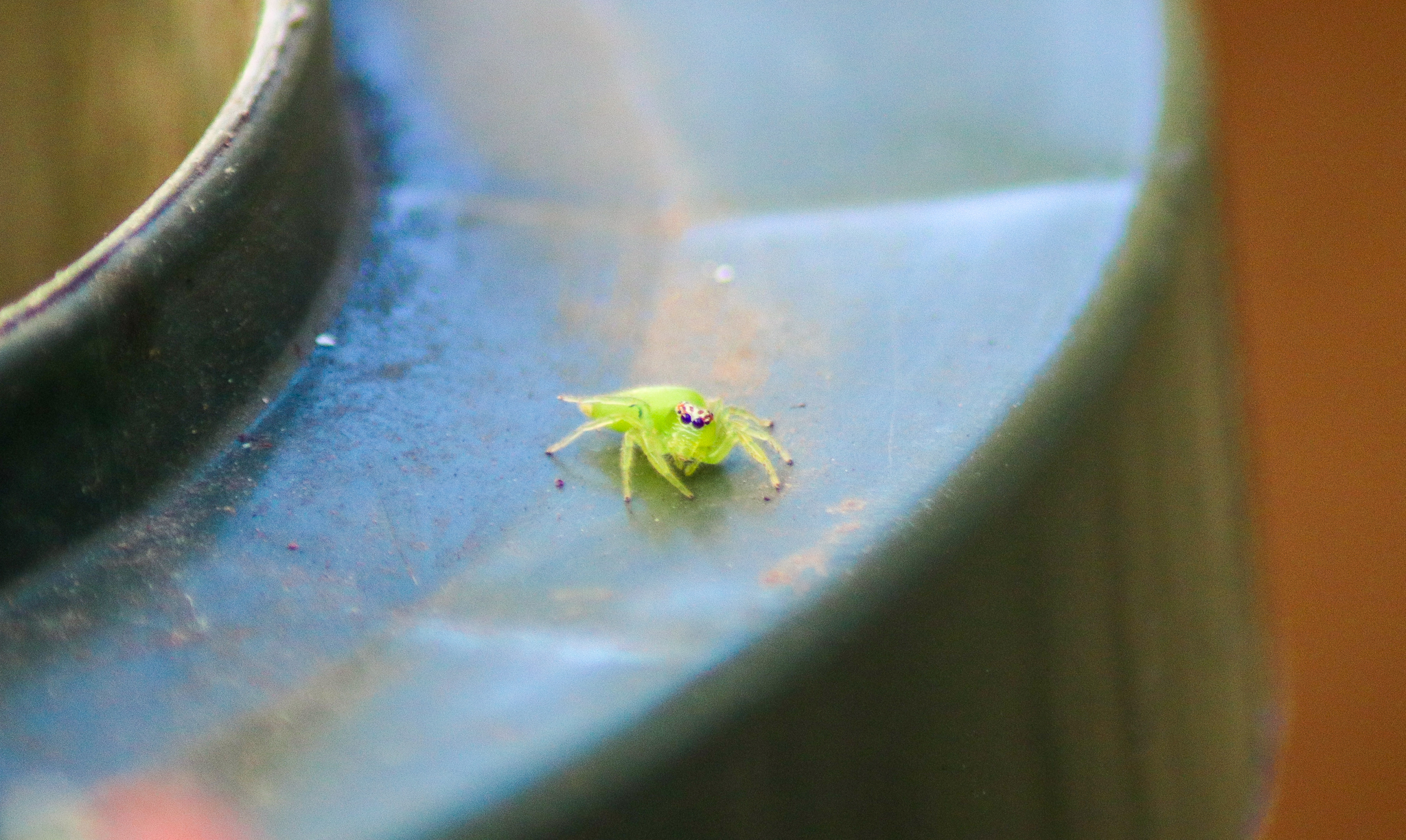 Green Jumping Spider (Mopsus mormon)