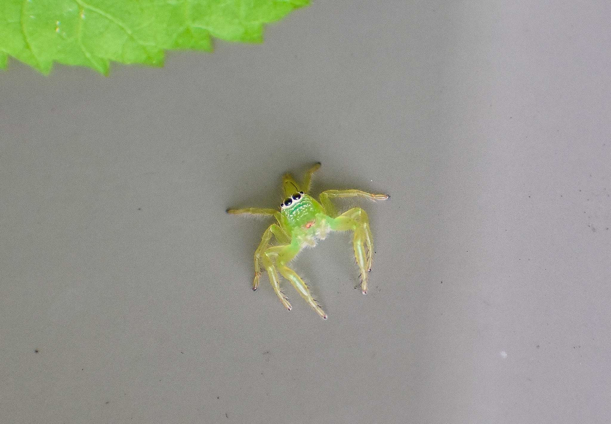 Green Jumping Spider, Mopsus mormon
