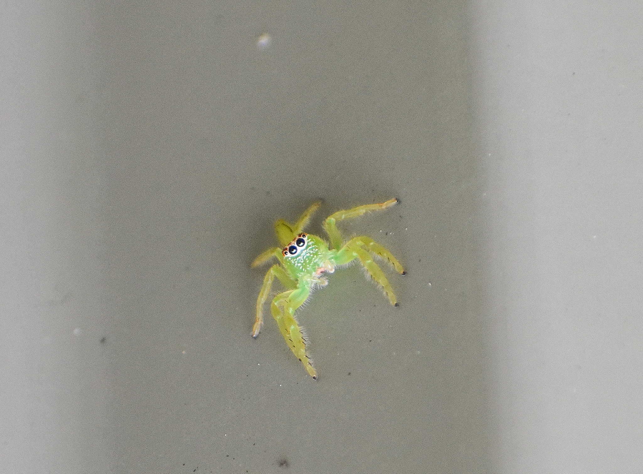Green Jumping Spider, Mopsus mormon