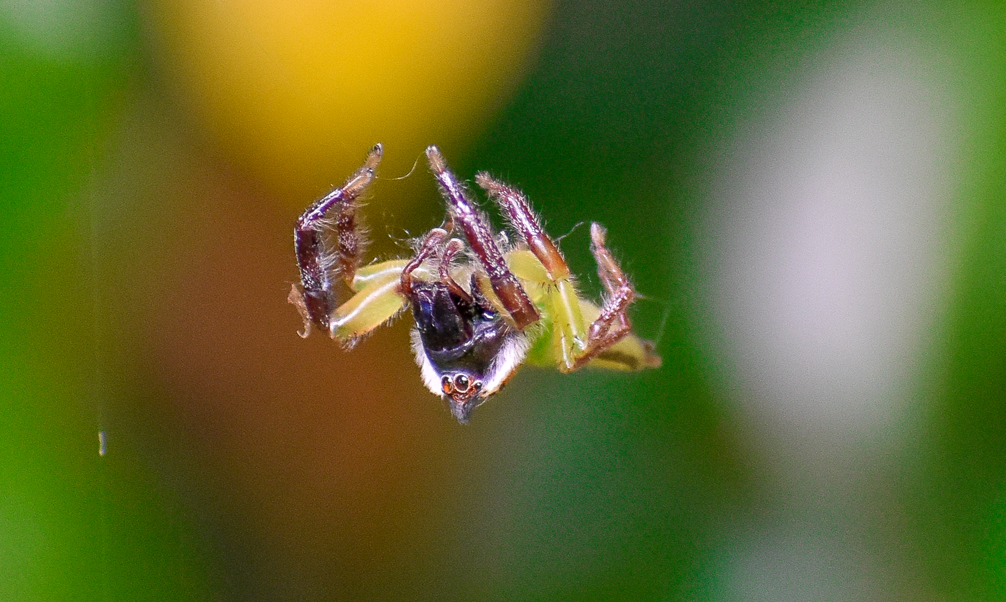 Green Jumping Spider, Mopsus mormon