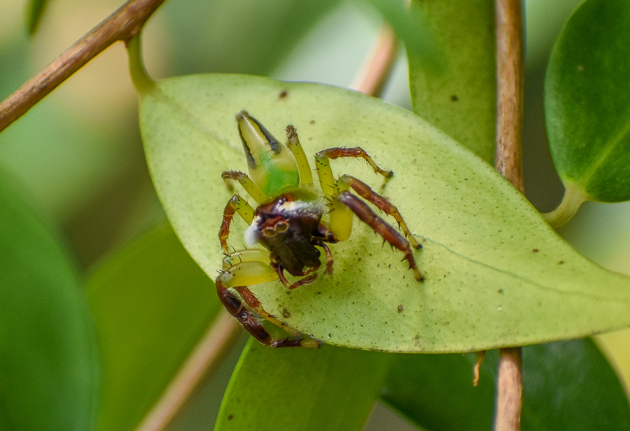 Green Jumping Spider, Mopsus mormon