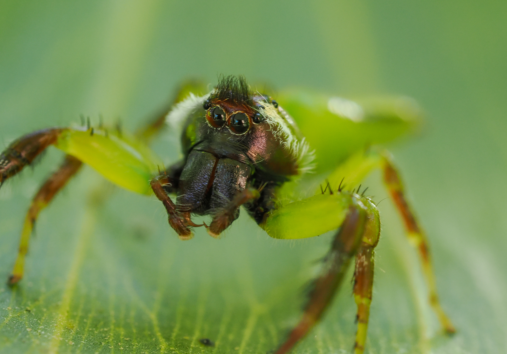 Green Jumping Spider Mopsus mormon