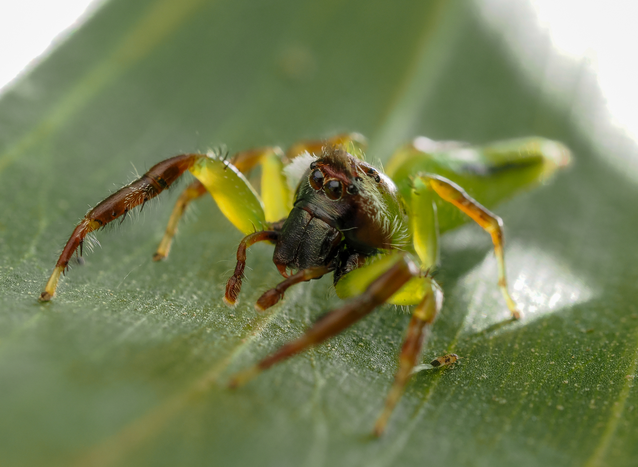 Green Jumping Spider Mopsus mormon