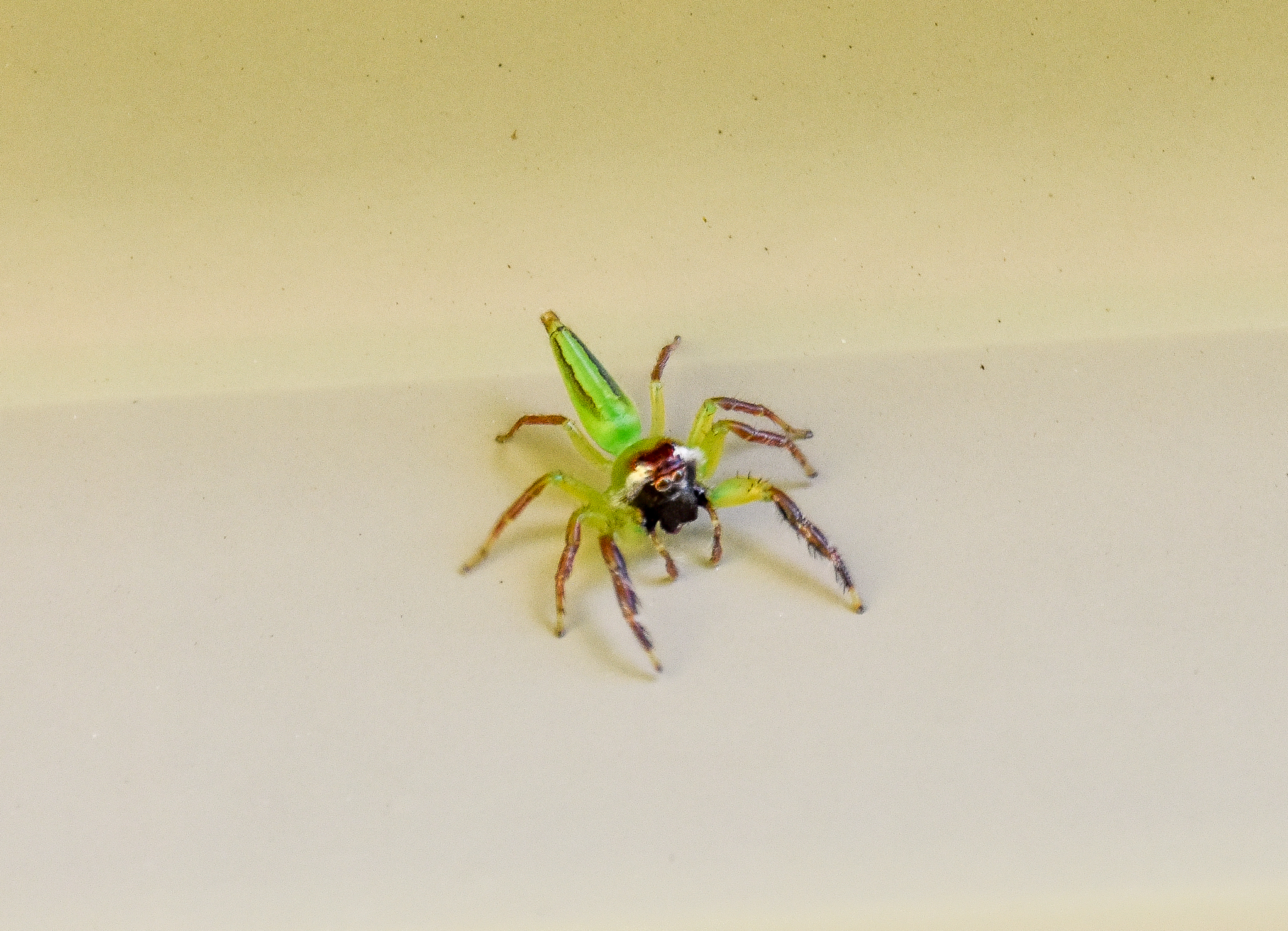 Green Jumping Spider