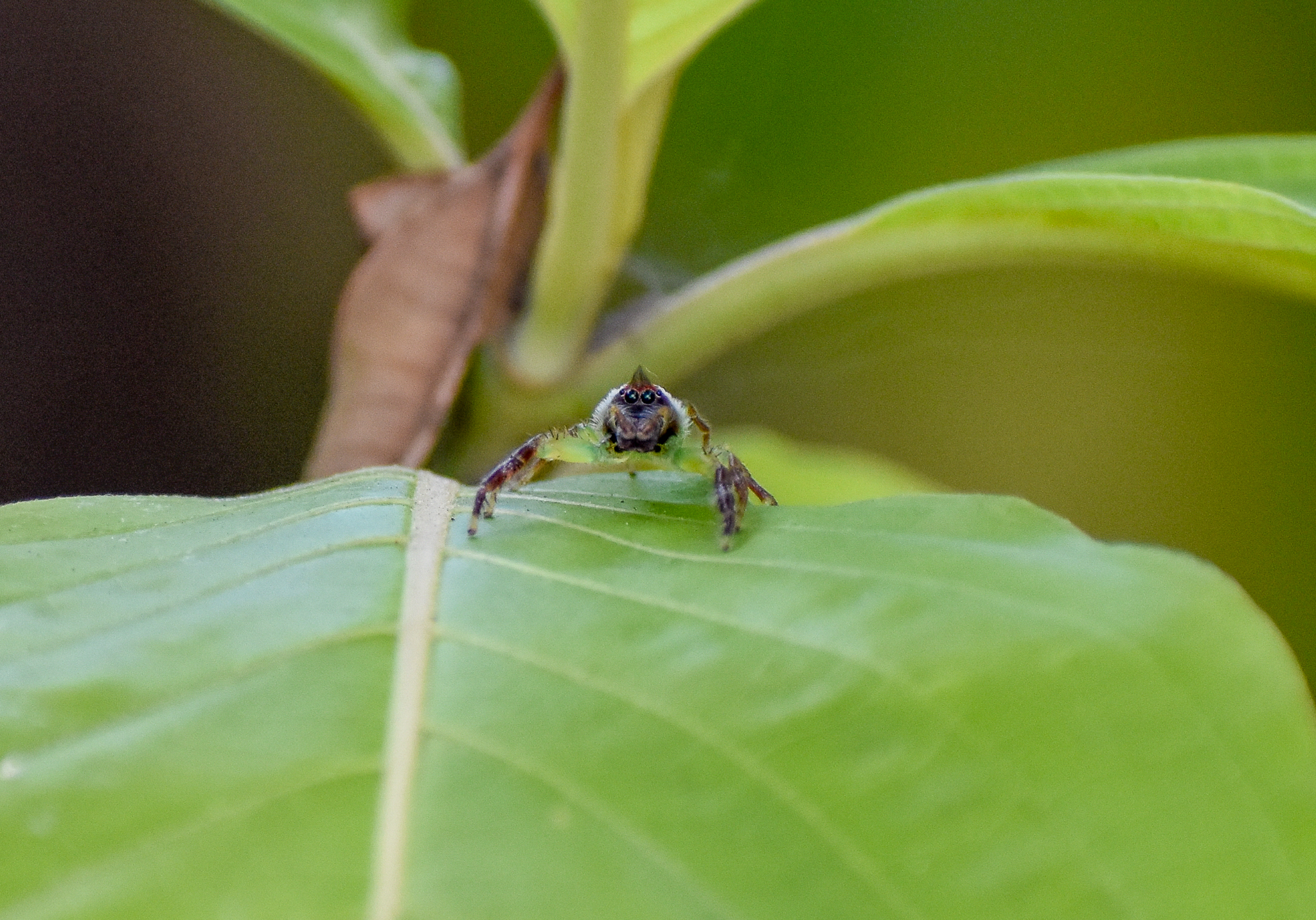 Green Jumping Spider