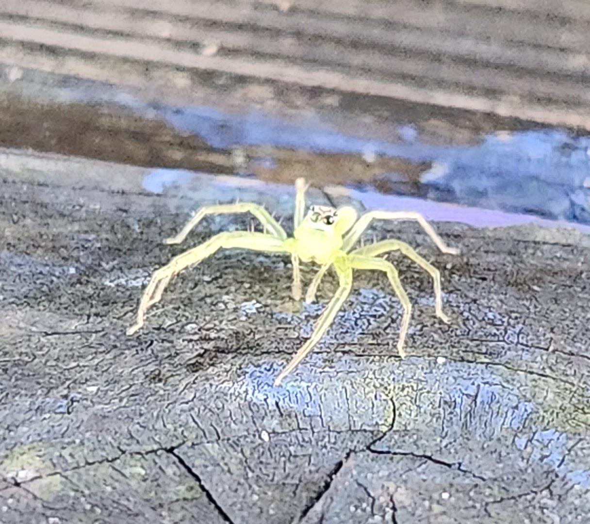 Green Jumping Spider?