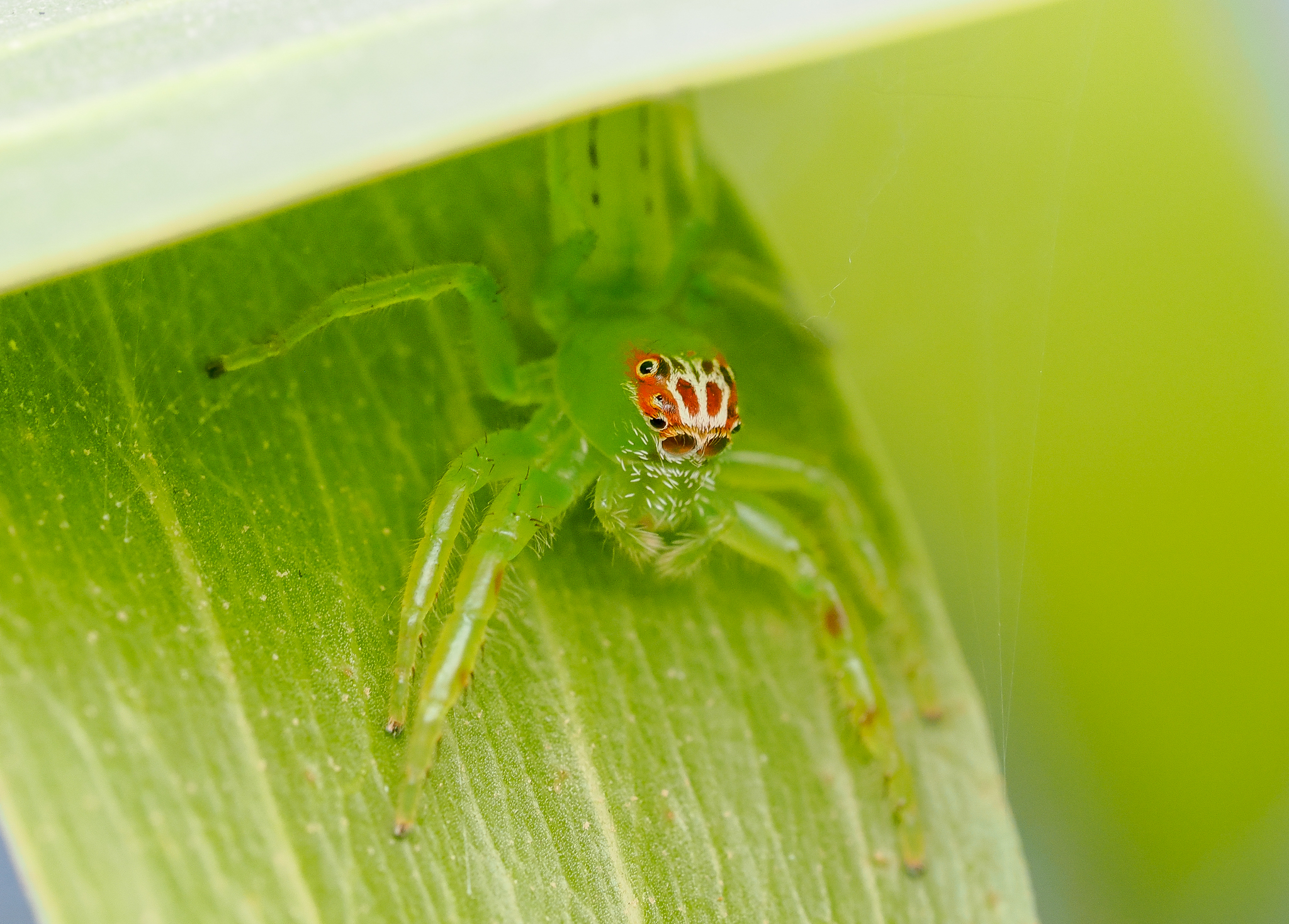 Green Jumping Spider