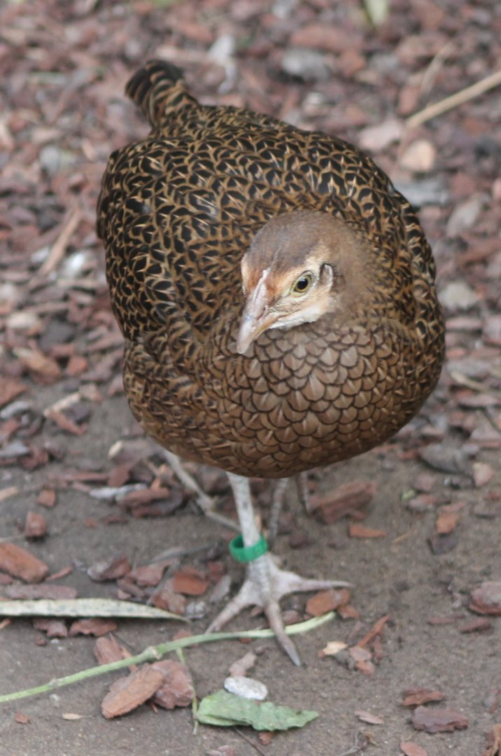 Green jungle-fowl - female