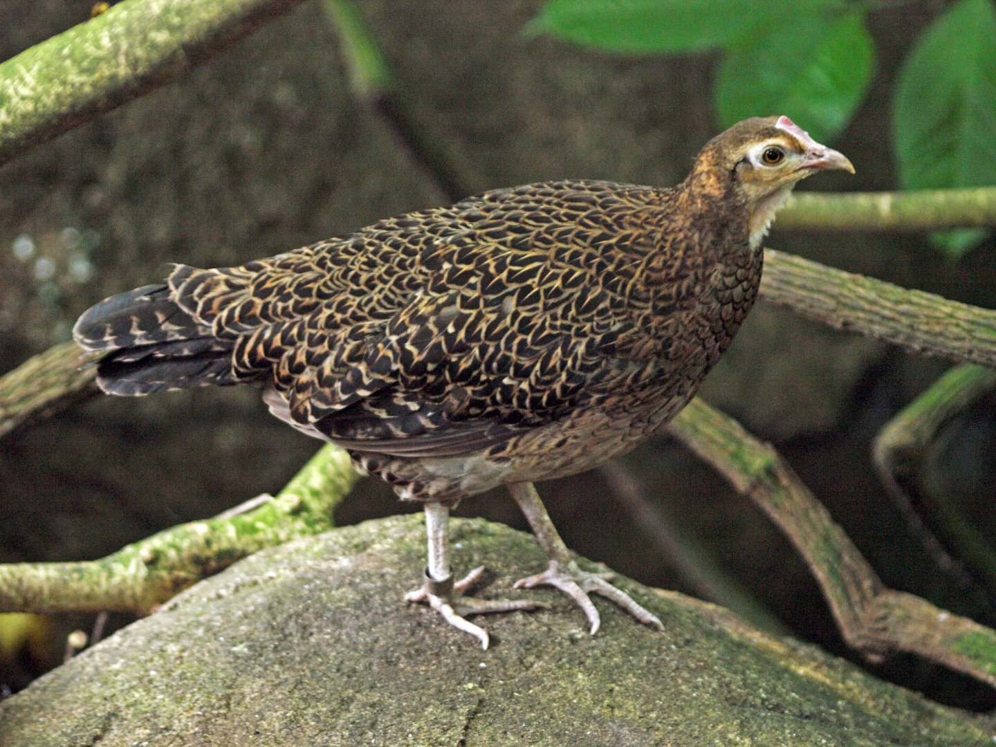 Green Jungle fowl hen