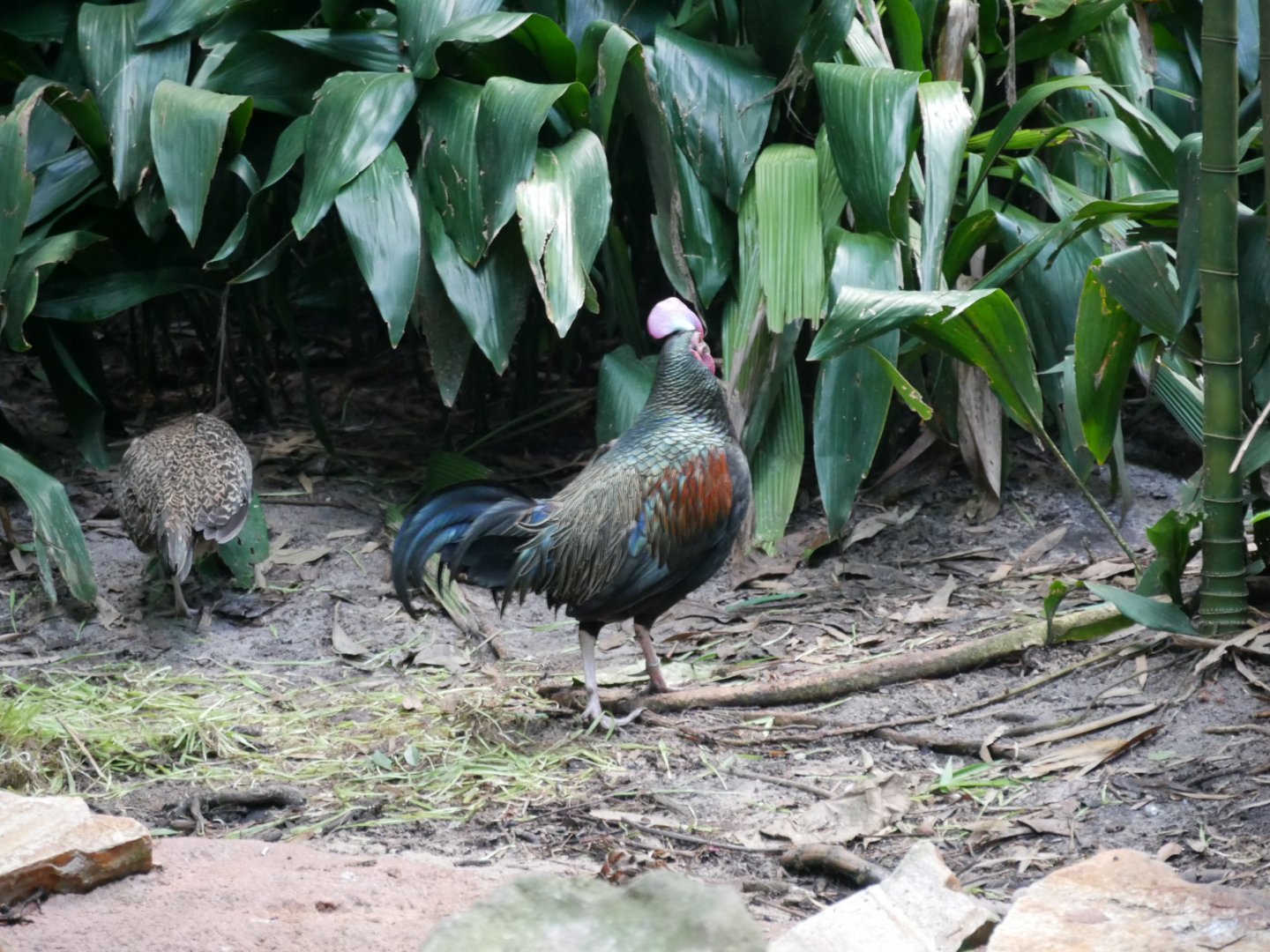 Green Junglefowl (2018)