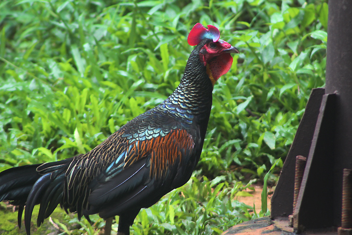 Green junglefowl (Gallus varius) - Bird Park