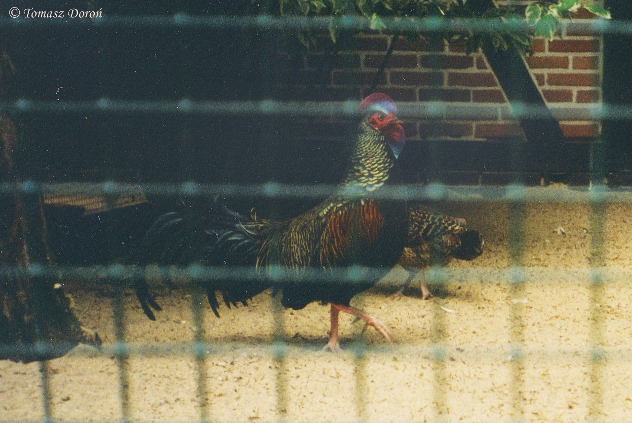 Green Junglefowl (Gallus varius) June 2000