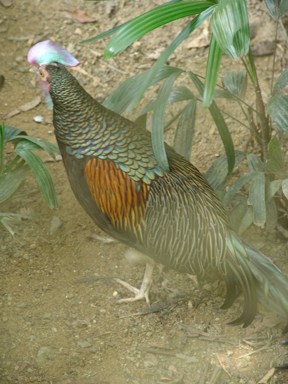 Green Junglefowl (Gallus varius)
