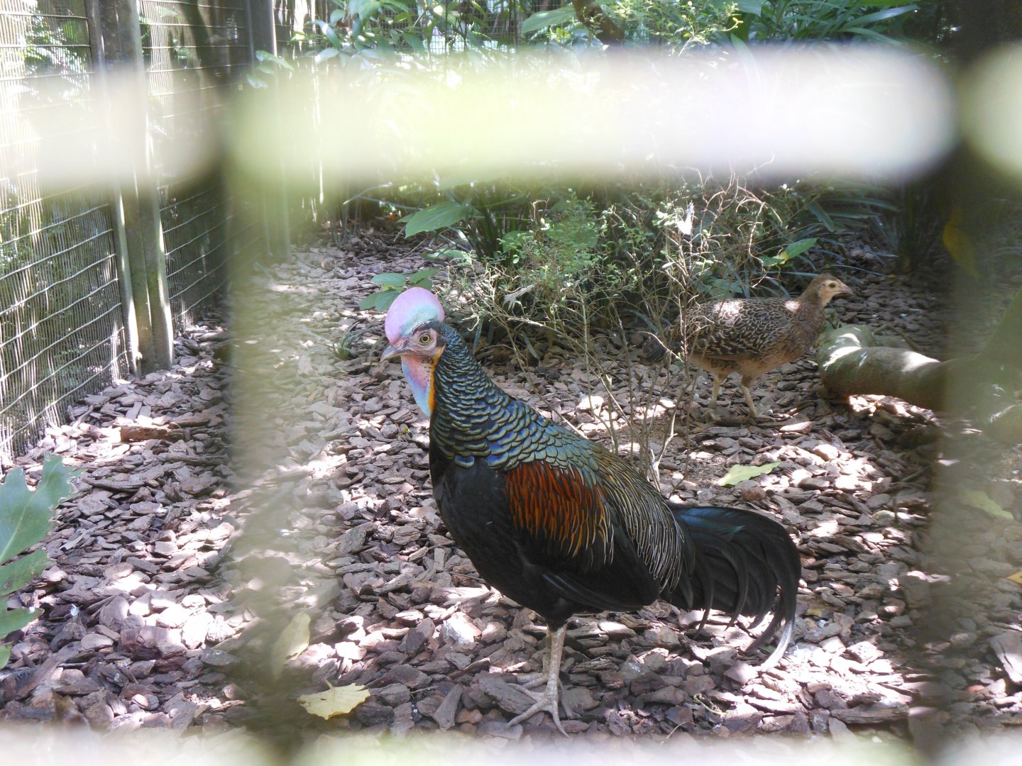 Green Junglefowl (Gallus varius)