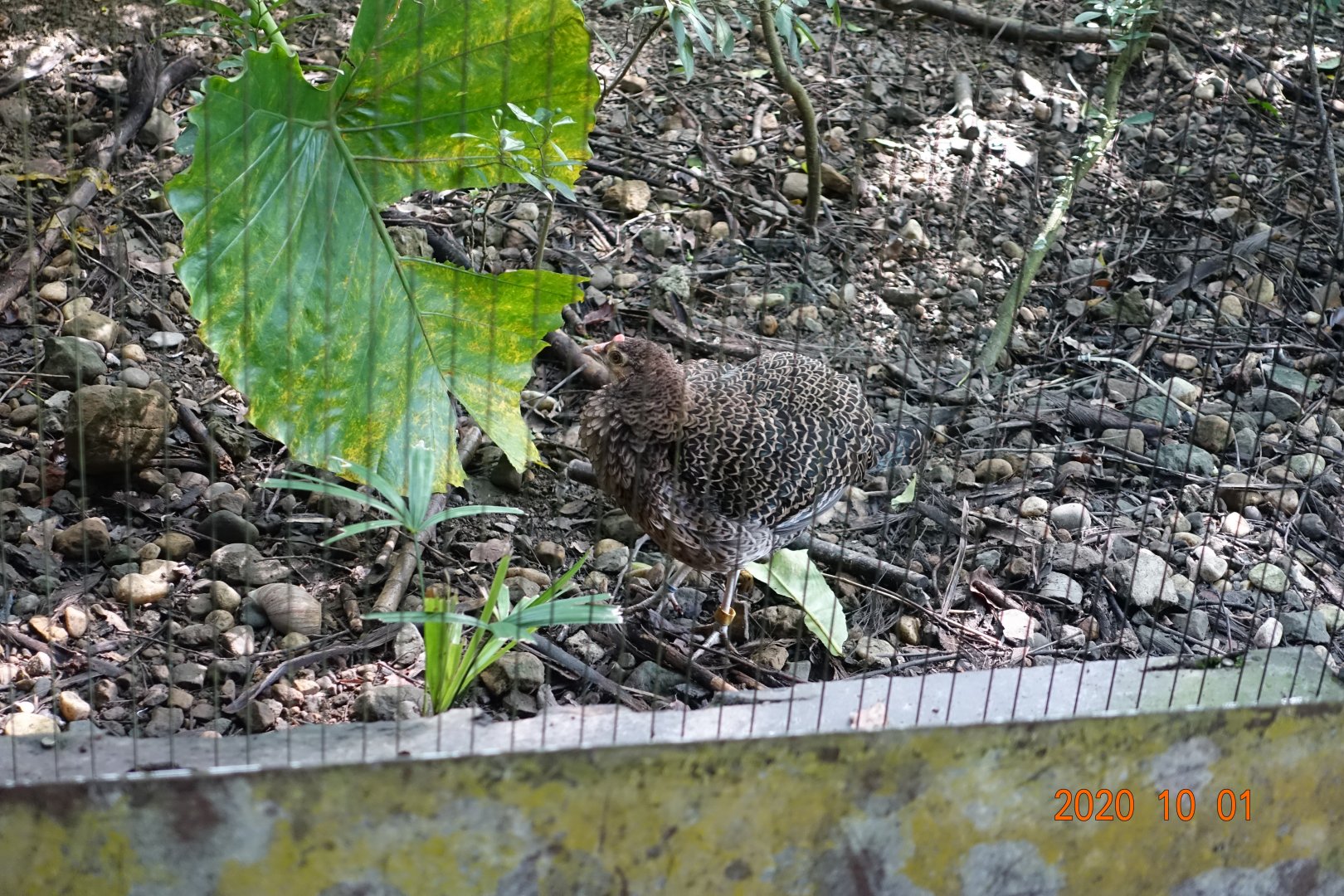 Green Junglefowl (Gallus varius)