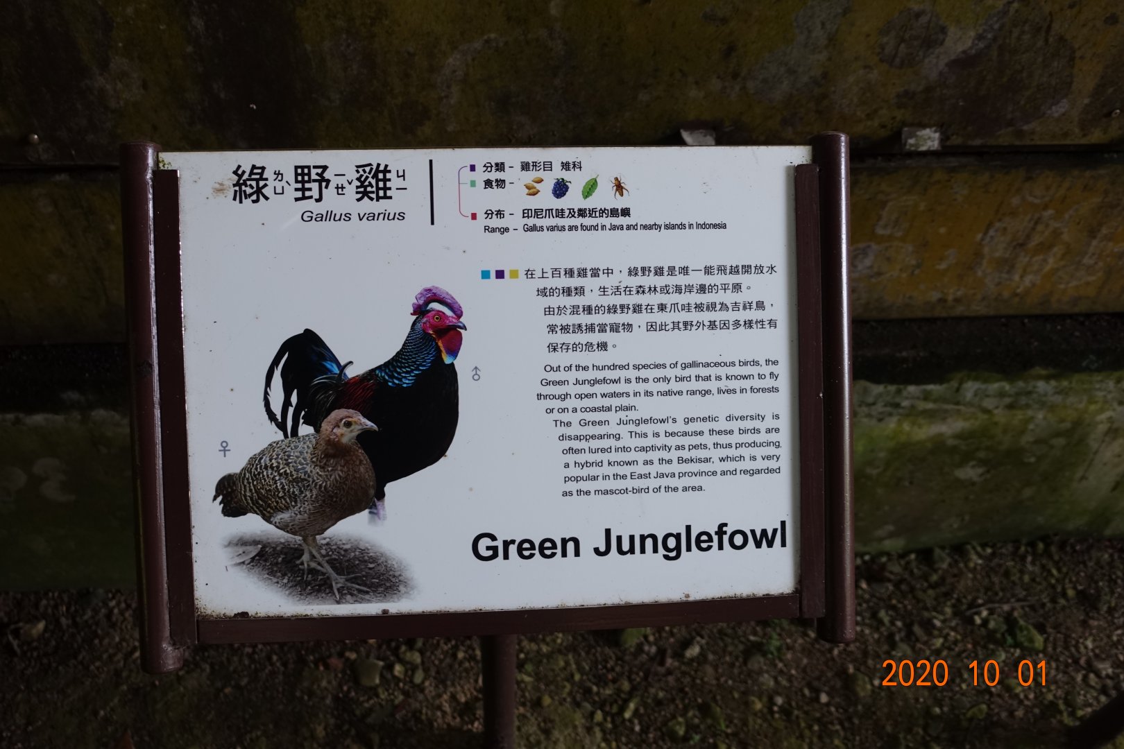 Green Junglefowl (Gallus varius)