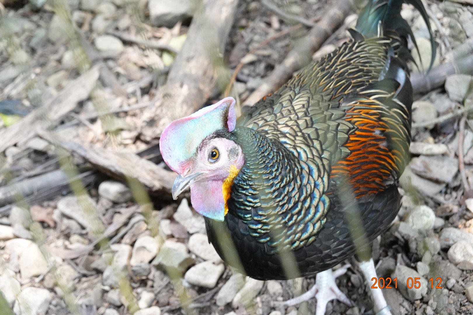 Green Junglefowl (Gallus varius)