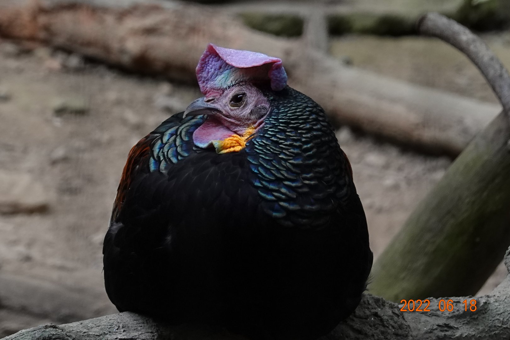 Green Junglefowl (Gallus varius)