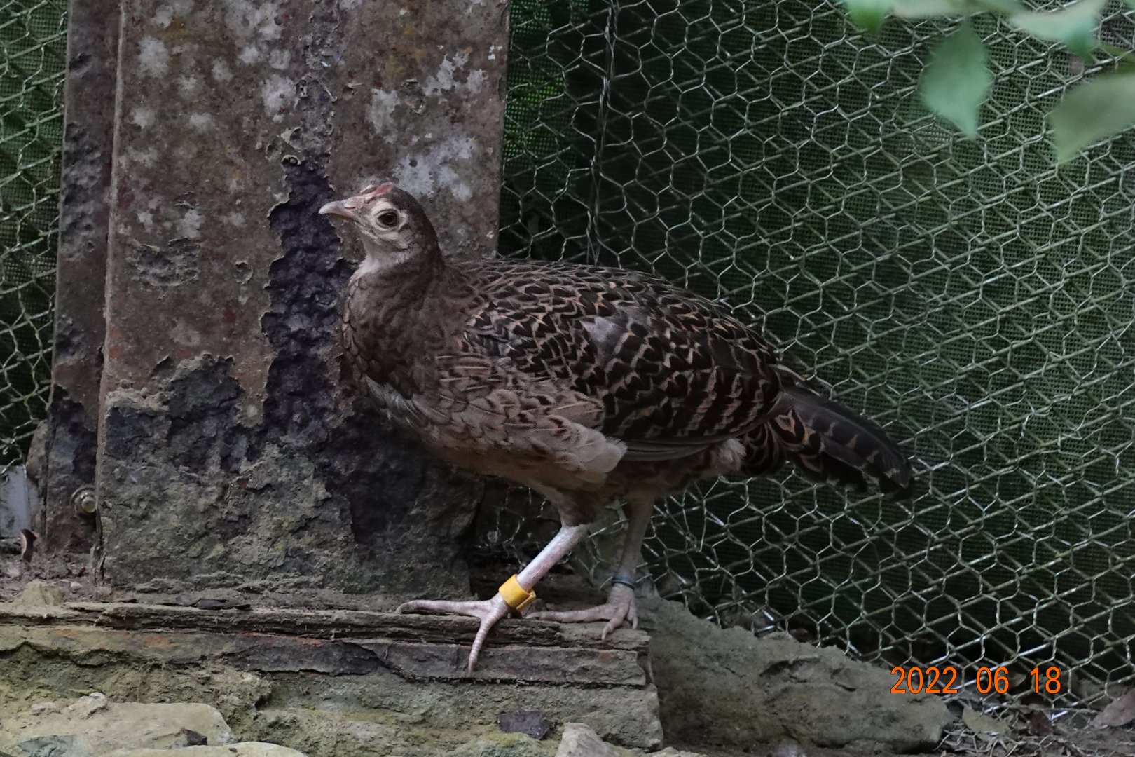Green Junglefowl (Gallus varius)