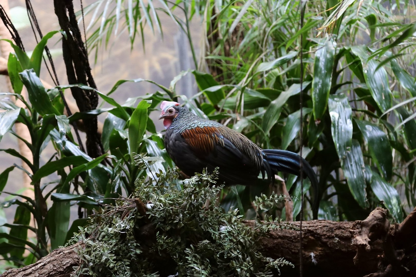 Green Junglefowl (Gallus varius)