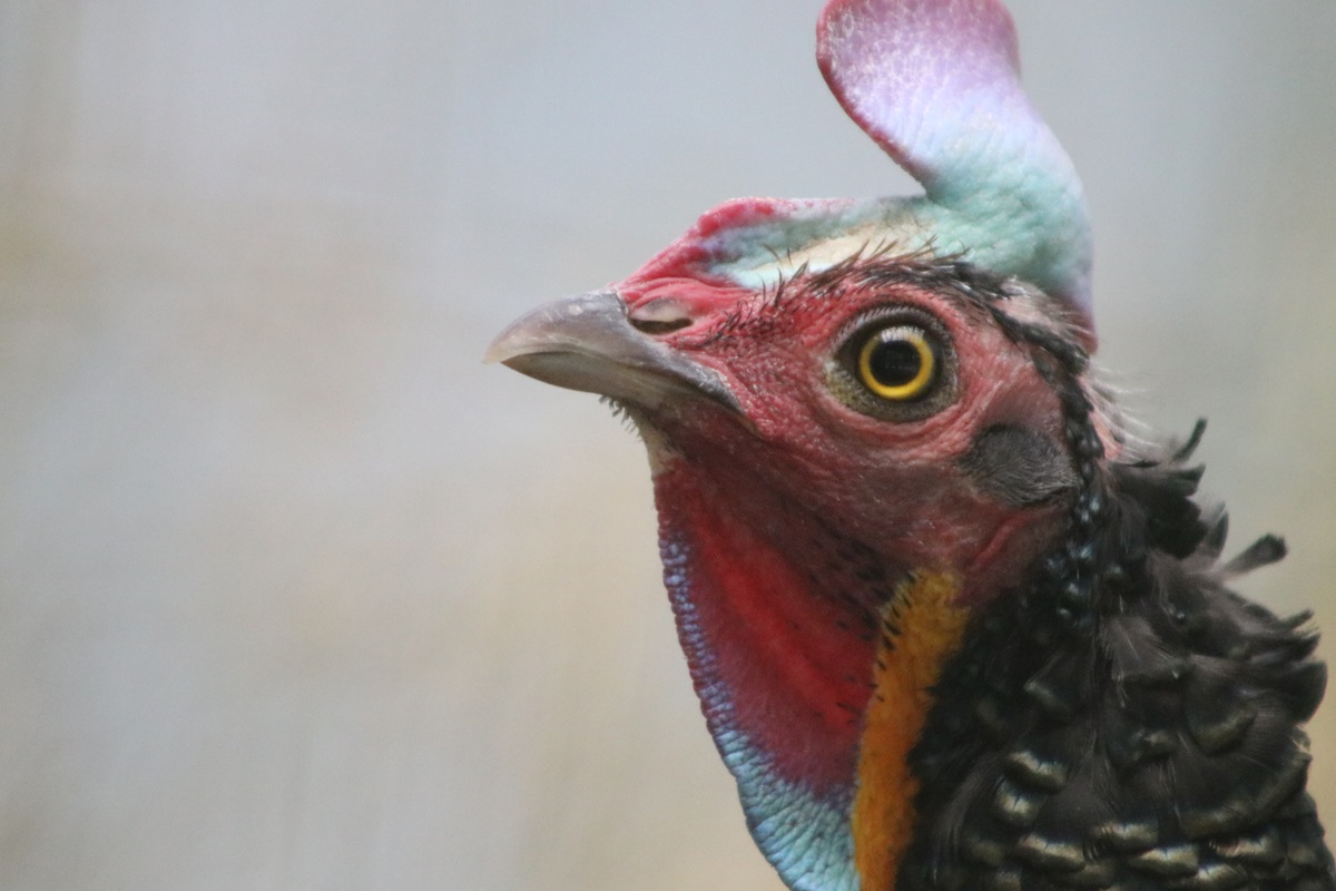 Green Junglefowl (Gallus varius)