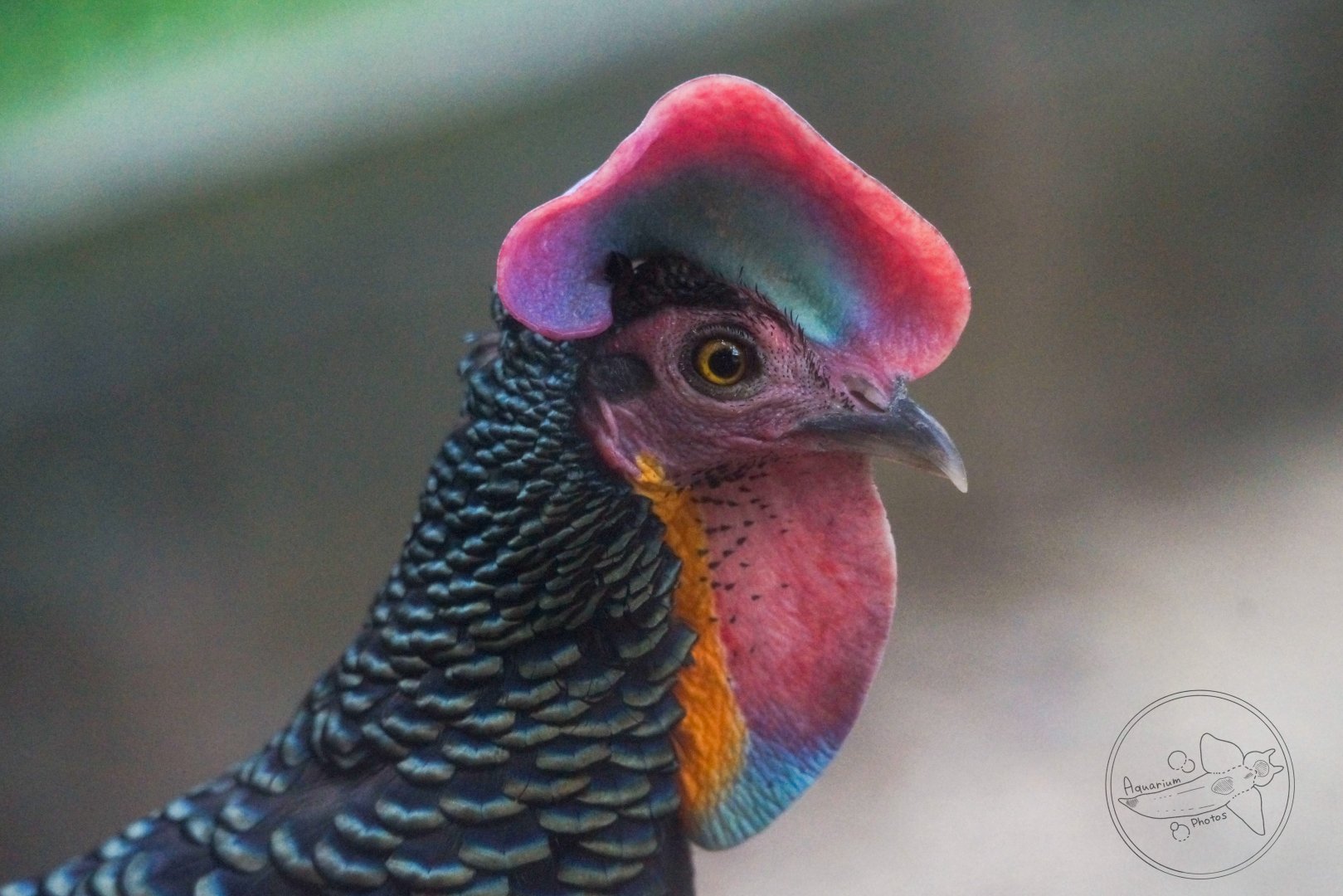 Green Junglefowl (Gallus varius)