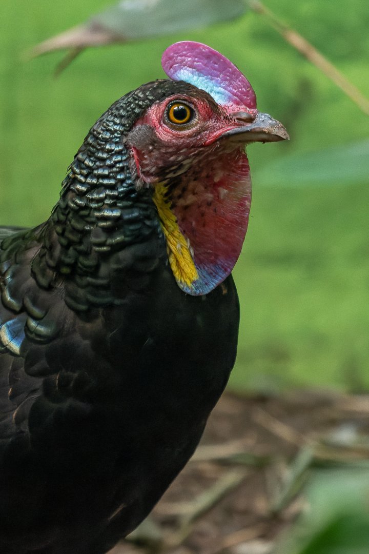 Green junglefowl (Gallus varius)
