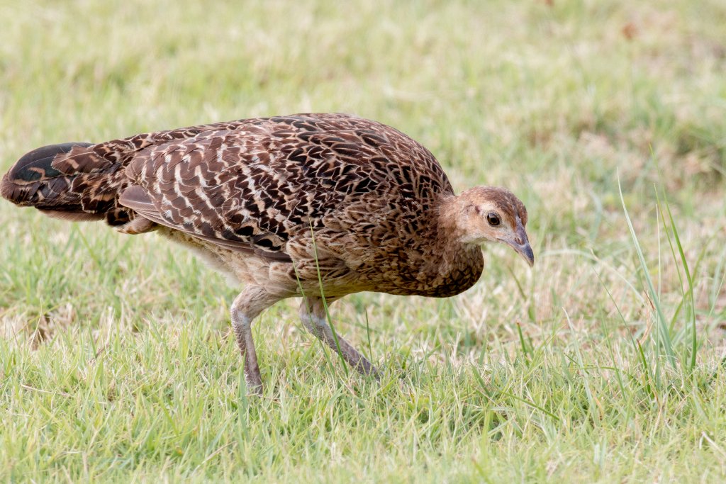 Green Junglefowl, hen