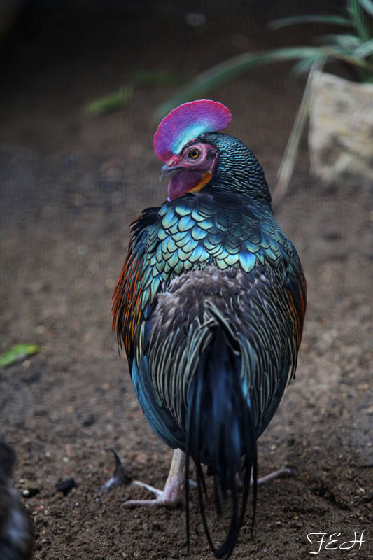 green junglefowl