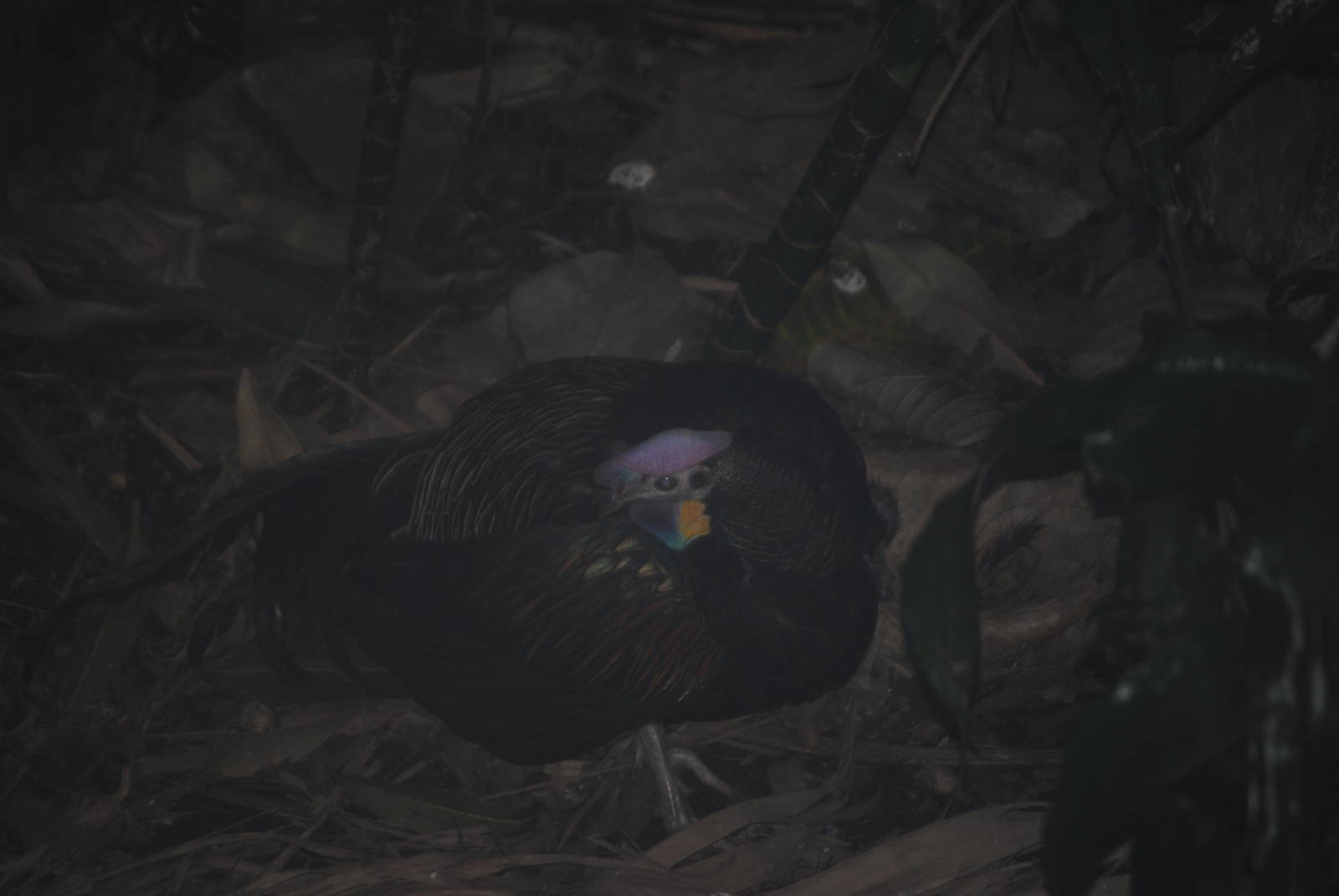 Green Junglefowl
