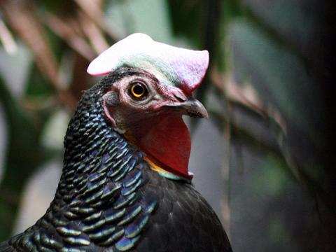 Green Junglefowl