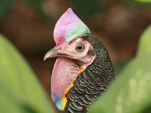 Green Junglefowl