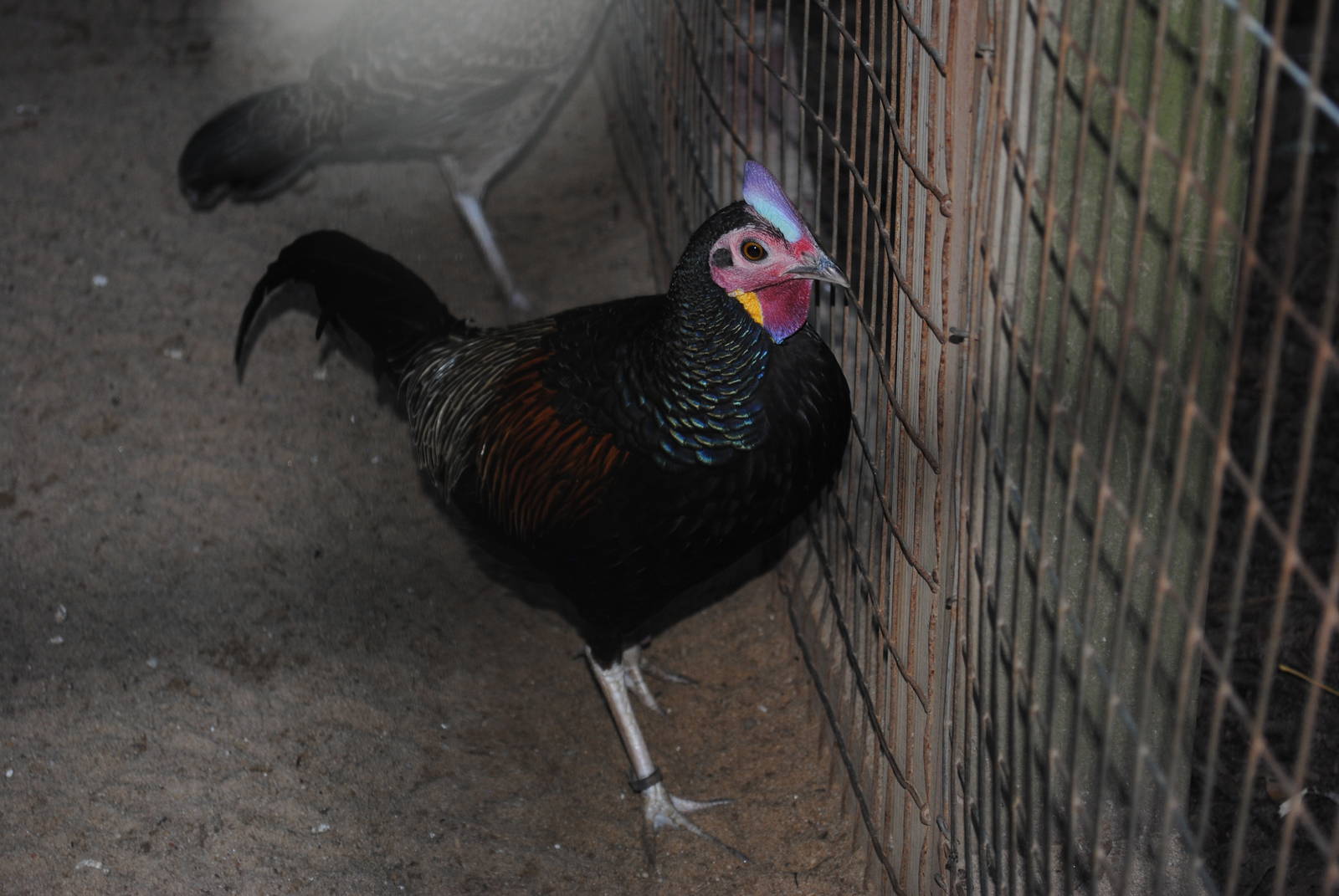 Green Junglefowl