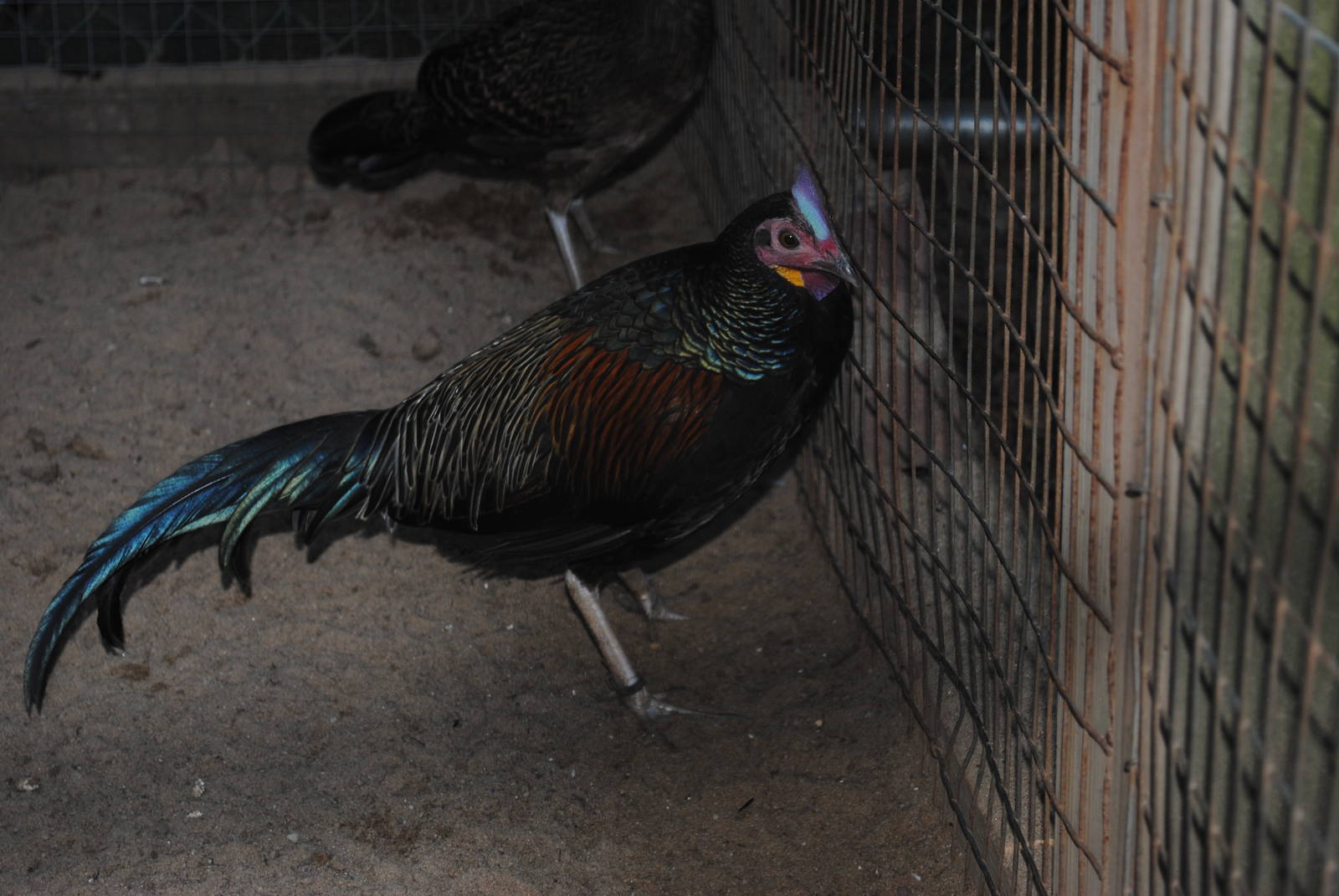 Green Junglefowl