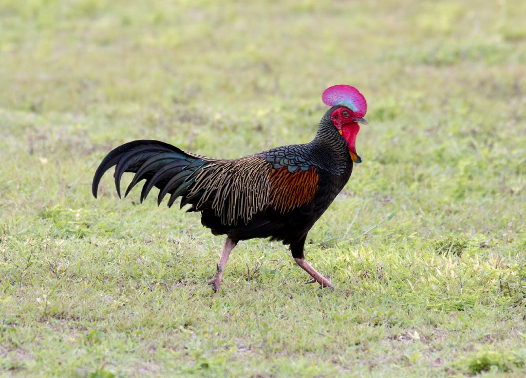Green Junglefowl