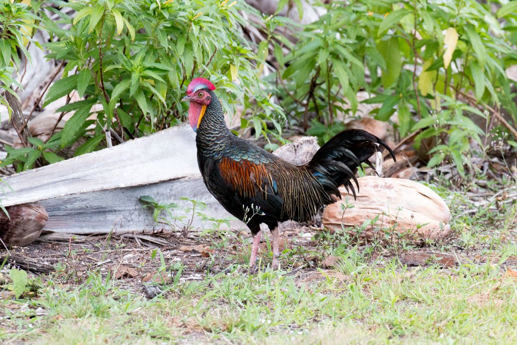 Green Junglefowl
