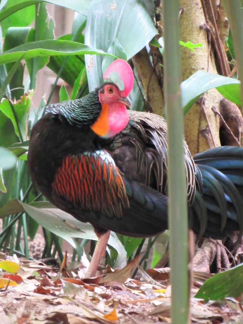 Green junglefowl